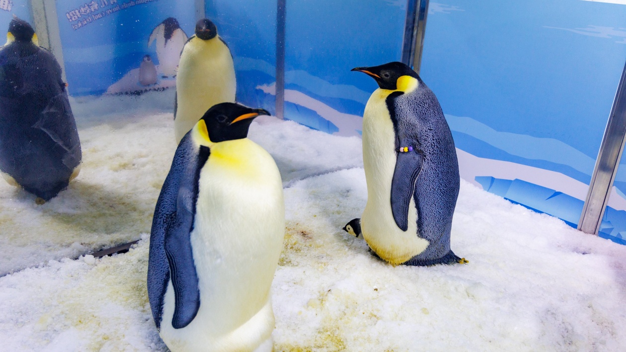 長(zhǎng)隆再次刷新帝企鵝繁育紀(jì)錄！企鵝寶寶萌動(dòng)亮相