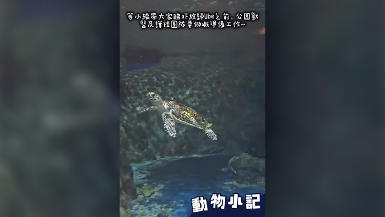 有片｜海洋公園：去年獲救的玳瑁海龜Ube已由漁護署放歸大海