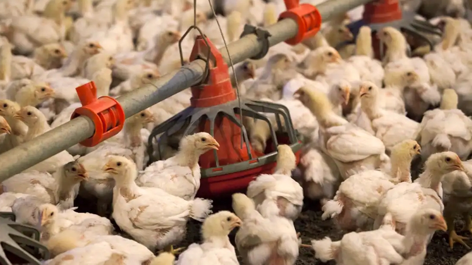 本港暫停進(jìn)口美國(guó)加利福尼亞州洛杉磯縣禽肉及禽類產(chǎn)品