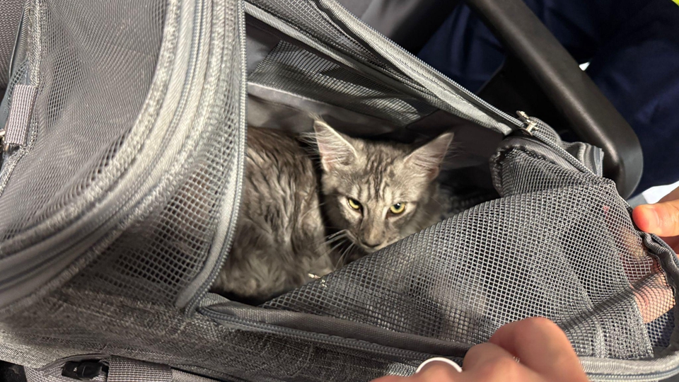 海關(guān)港珠澳大橋香港口岸檢獲2隻非法進(jìn)口幼貓 拘捕2人