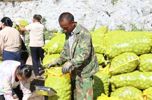 山西昔陽：核桃盈枝富農(nóng)家