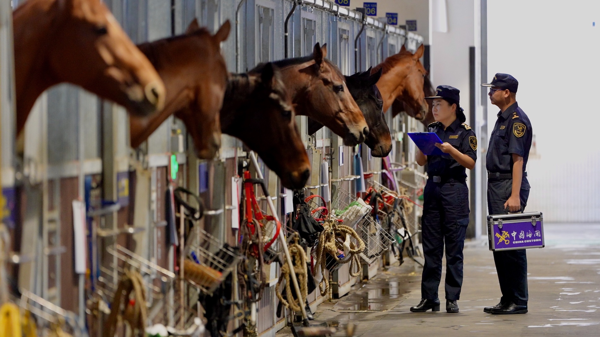 粵港澳大灣區(qū)馬產業(yè)「快馬加鞭」 廣州海關7年累計監(jiān)管粵港往返馬匹超4萬匹次