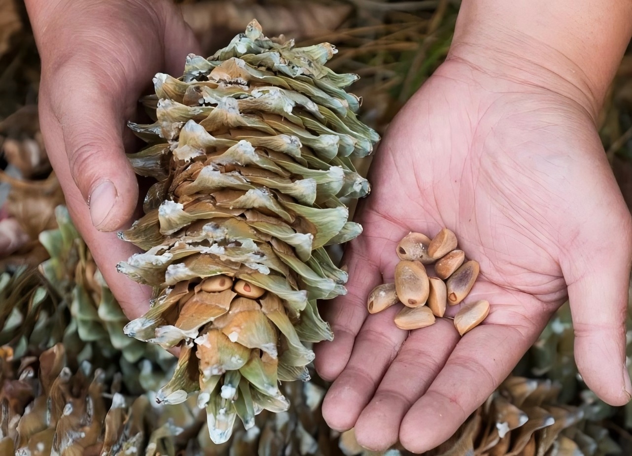 中國(guó)吉林梅河新區(qū)（國(guó)際）松子大會(huì)9月7日啟幕 全球「松子之都」邀世界共赴產(chǎn)業(yè)盛會(huì)