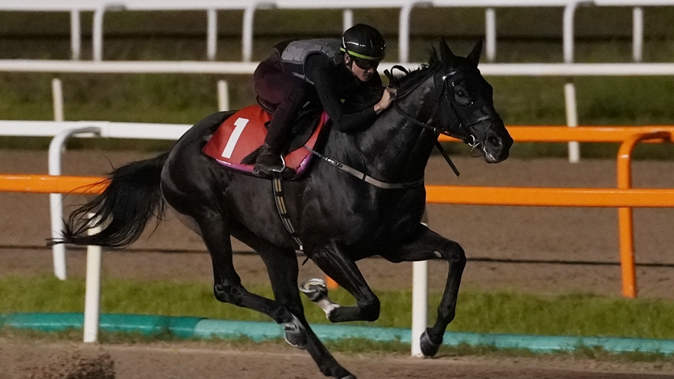 夥拍香港兩駒征戰(zhàn)韓國 周俊樂：禪勝輝煌有望獲勝