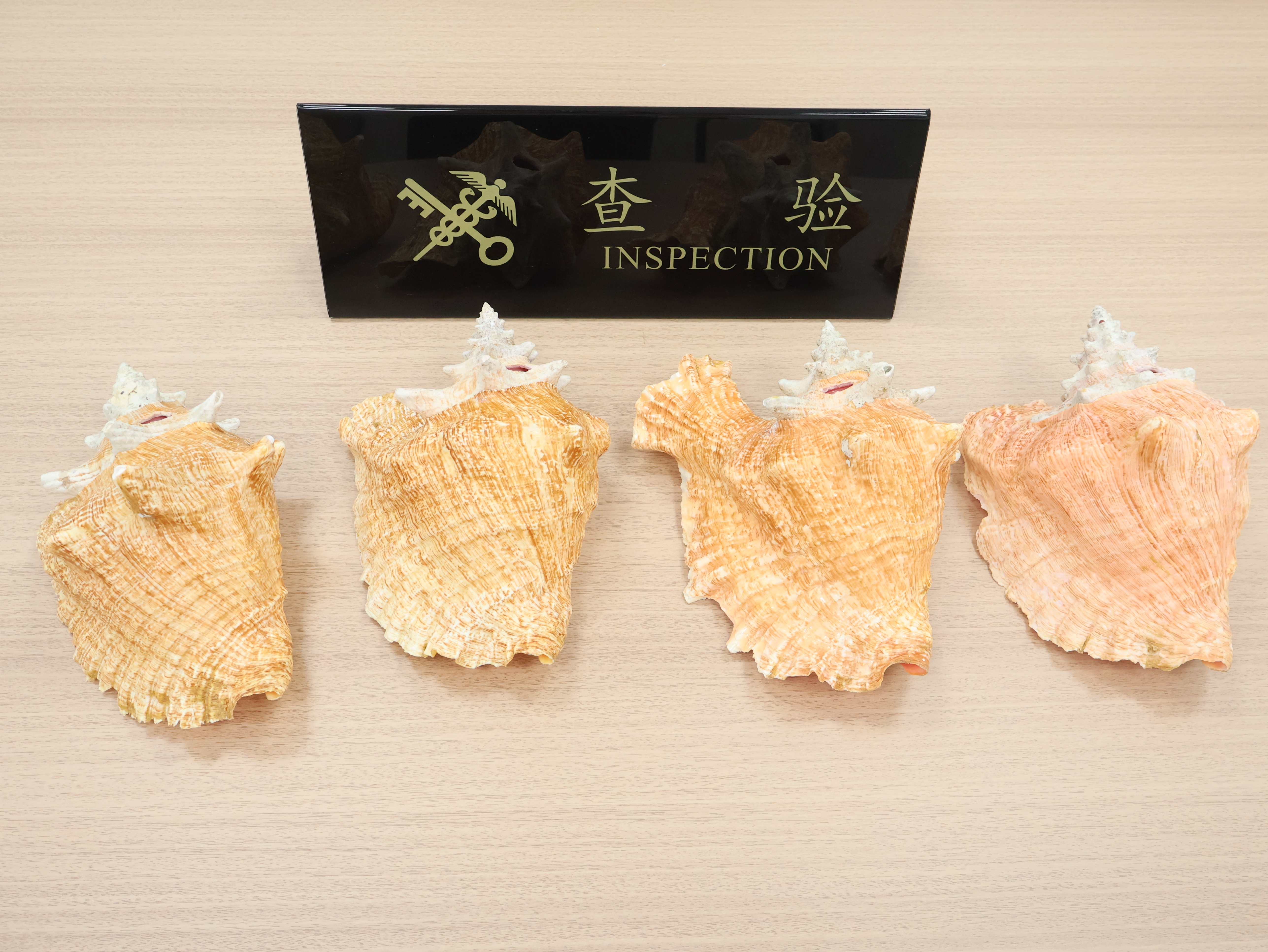 中山港海關(guān)查獲旅客攜瀕危物種大鳳螺貝殼進境