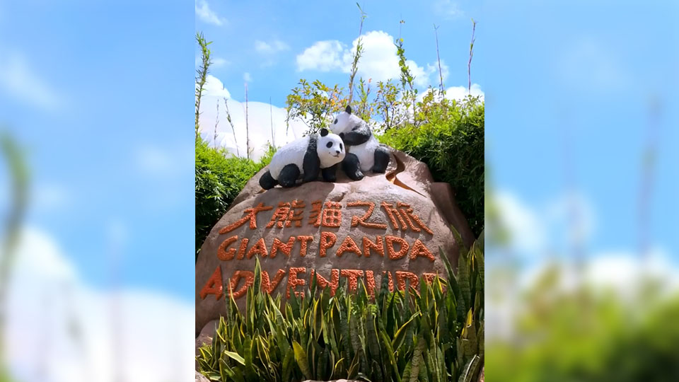 有片 | 劉慕裳與熊貓姊弟可愛互動 海洋公園：為參與全運(yùn)會的運(yùn)動員打氣