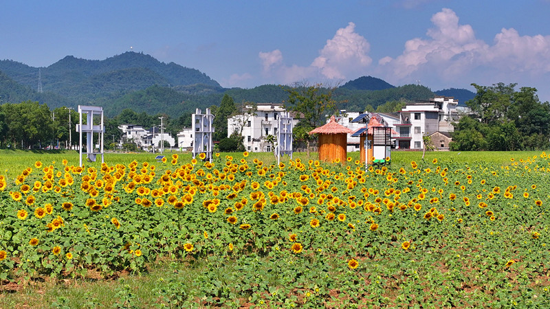 皖屯溪屯光鎮(zhèn)：油葵妝點「振興畫卷」