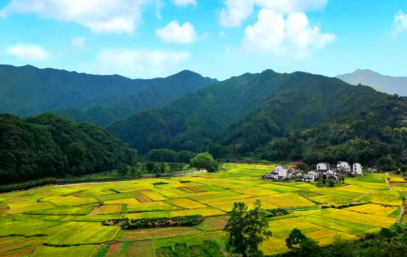 皖休寧縣板橋：稻浪翻金秋 呈村美如畫(huà)