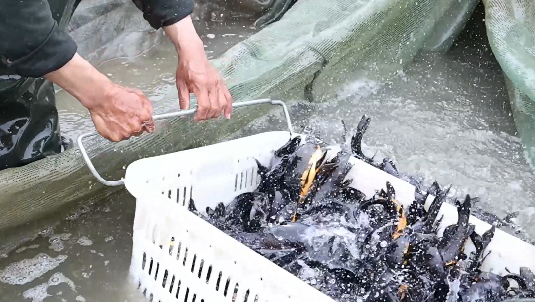 【視聽山東】黑錦鯉「游」出富民好產(chǎn)業(yè)