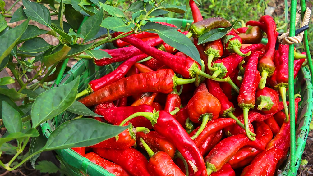 樵山奏響「椒」響曲  皖黃山區(qū)發(fā)展林下經(jīng)濟(jì)實(shí)現(xiàn)一地雙收