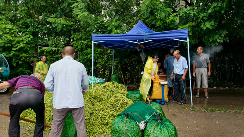 豐富「菜籃子」鼓起「錢袋子」 皖休寧萬安鎮(zhèn)毛豆喜獲豐收