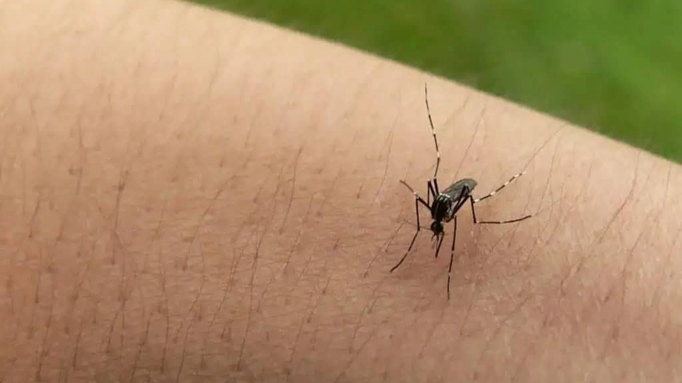 本港錄得3宗登革熱感染個(gè)案 病人潛伏期曾到印度