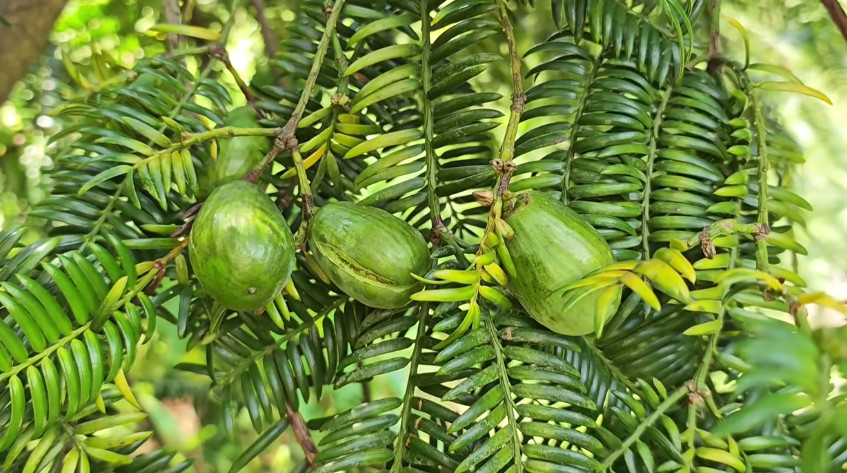 皖休寧縣鶴城：三江源頭生態(tài)美  高山香榧迎豐收