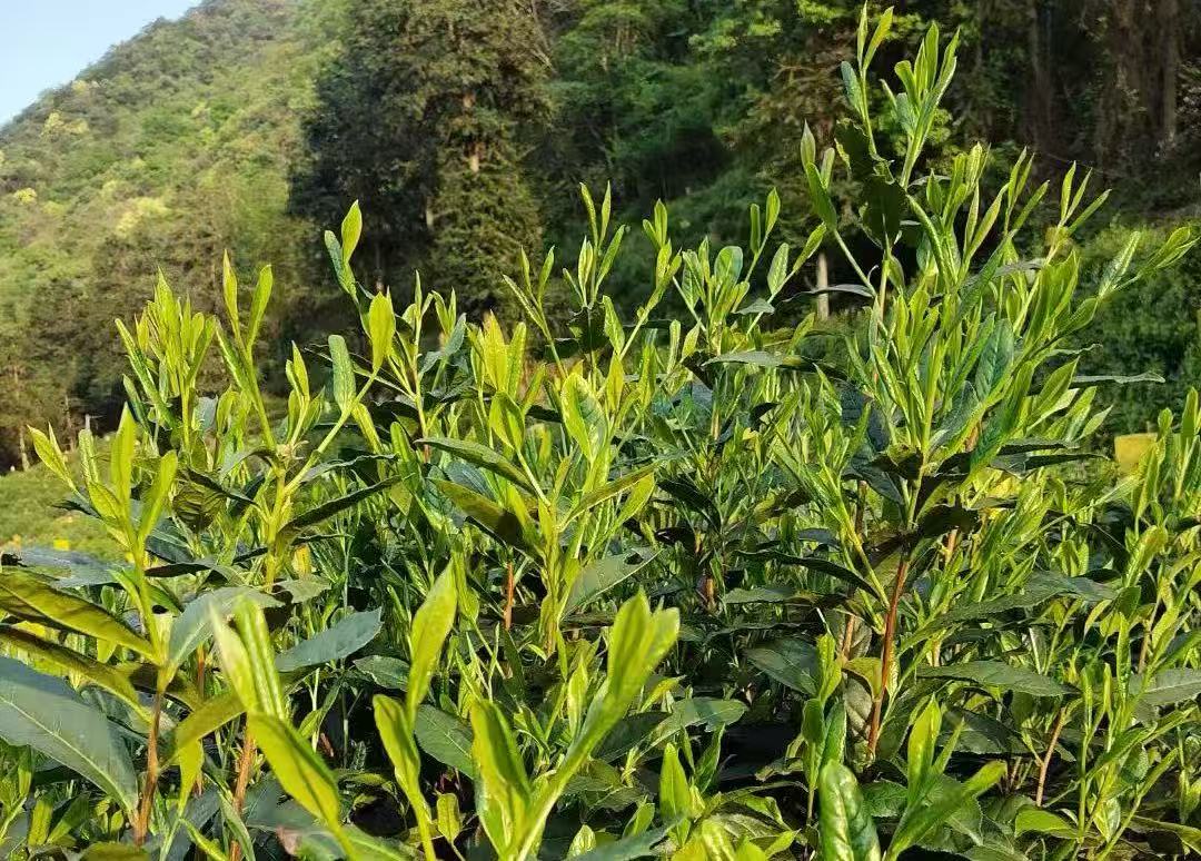 皖黟縣宏潭：拓展特色種養(yǎng) 「生態(tài)+產(chǎn)業(yè)」融合發(fā)展促共富