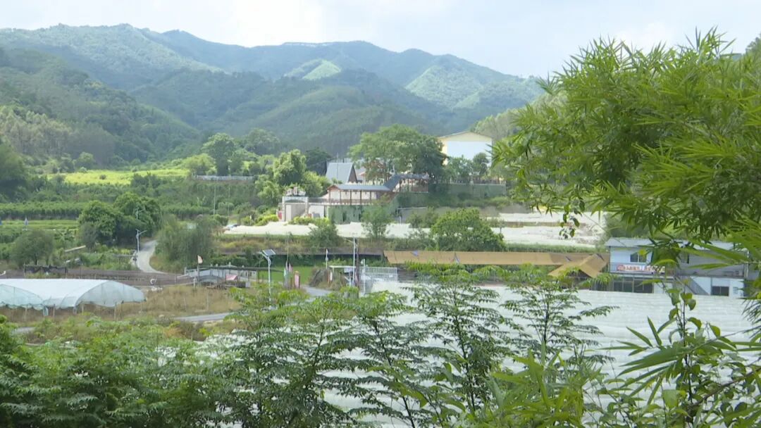 桂梧州長洲區(qū)推動林下經(jīng)濟(jì)與鄉(xiāng)村振興深度融合