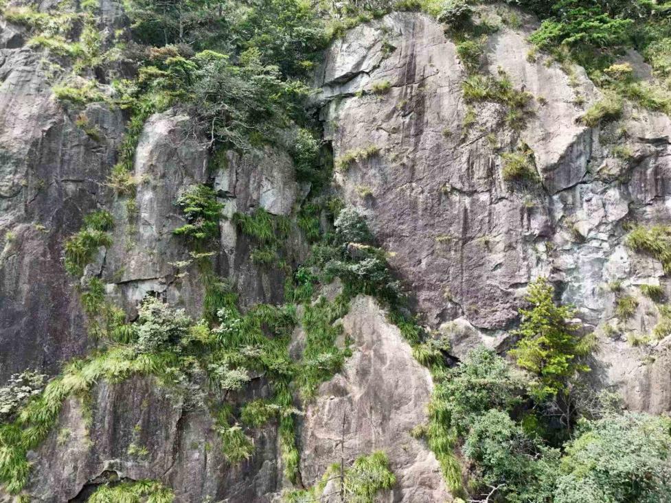 皖祁門牯牛降發(fā)現(xiàn)霍山石斛野生種群