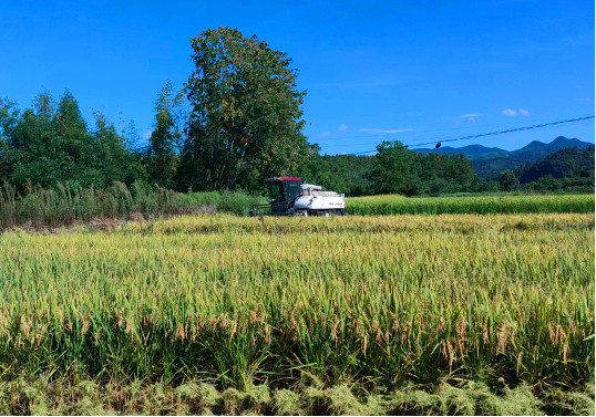 皖休寧縣：風(fēng)吹稻浪好「豐景」