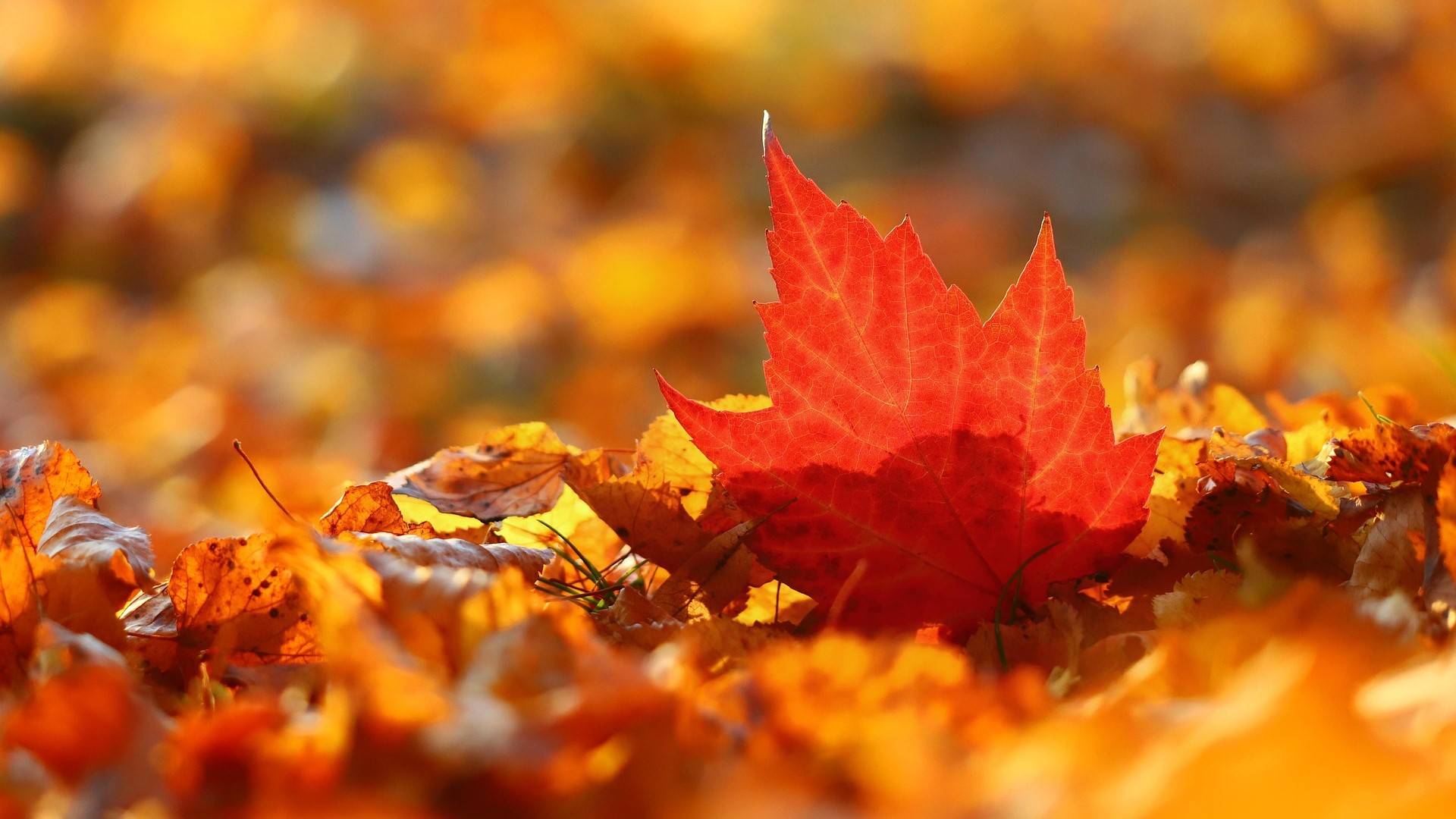 【健康】秋季養(yǎng)生 養(yǎng)陰潤(rùn)肺