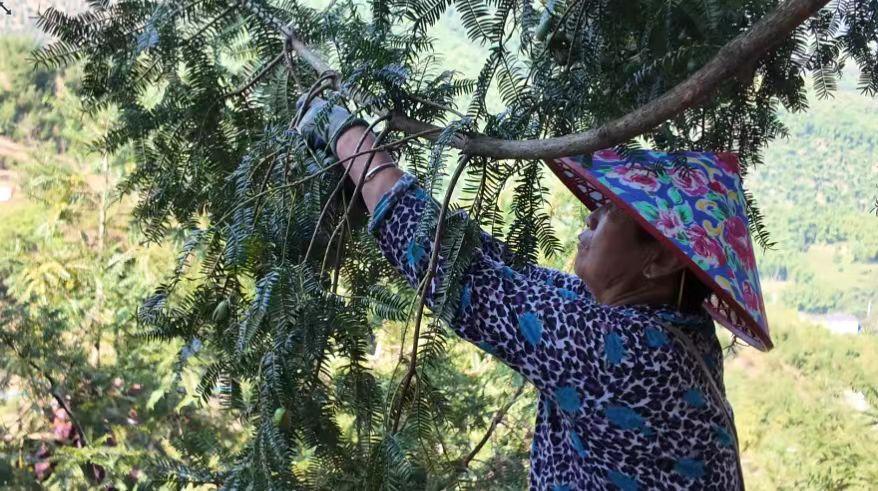 皖黃山區(qū)：秋滿城瀾 榧香富農(nóng)