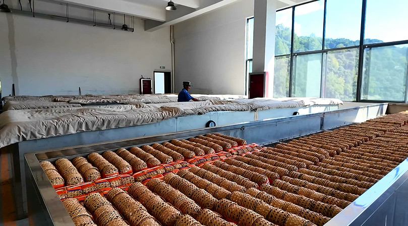 皖祁門：安茶生產(chǎn)全面轉(zhuǎn)型升級