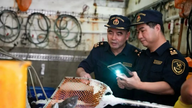 深圳海關(guān)迎戰(zhàn)颱風(fēng)「樺加沙」 保障供港鮮活產(chǎn)品安全順暢通關(guān)