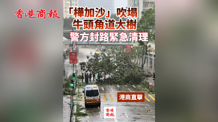 有片丨「樺加沙」吹塌牛頭角道大樹 警方封路緊急清理