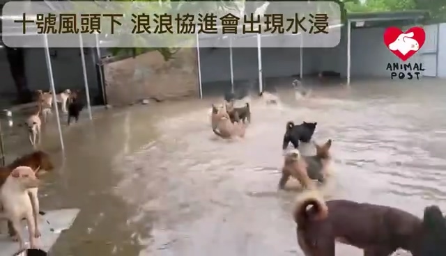 有片｜屯門龍鼓灘狗場水浸 渠務署協(xié)助排水