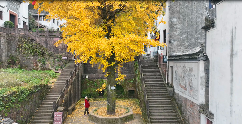 皖休寧縣：齊雲(yún)山上秋意濃   登高覽勝景更佳