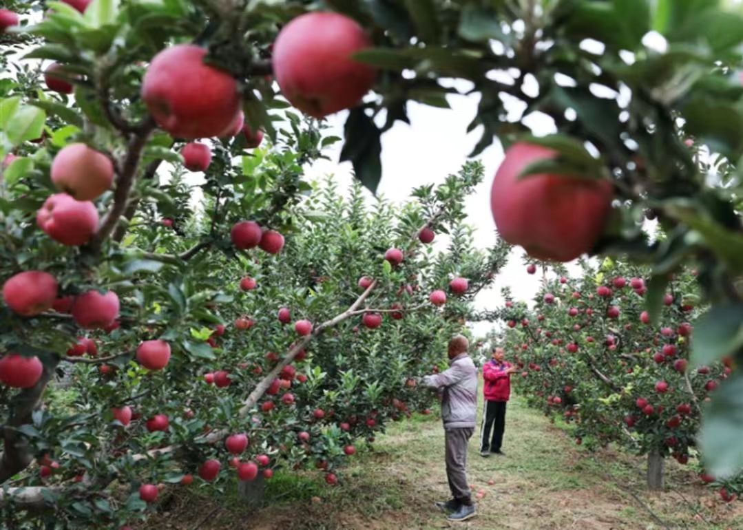 山西晉中瀟河城市農(nóng)場：碩果飄香季 露營採摘忙