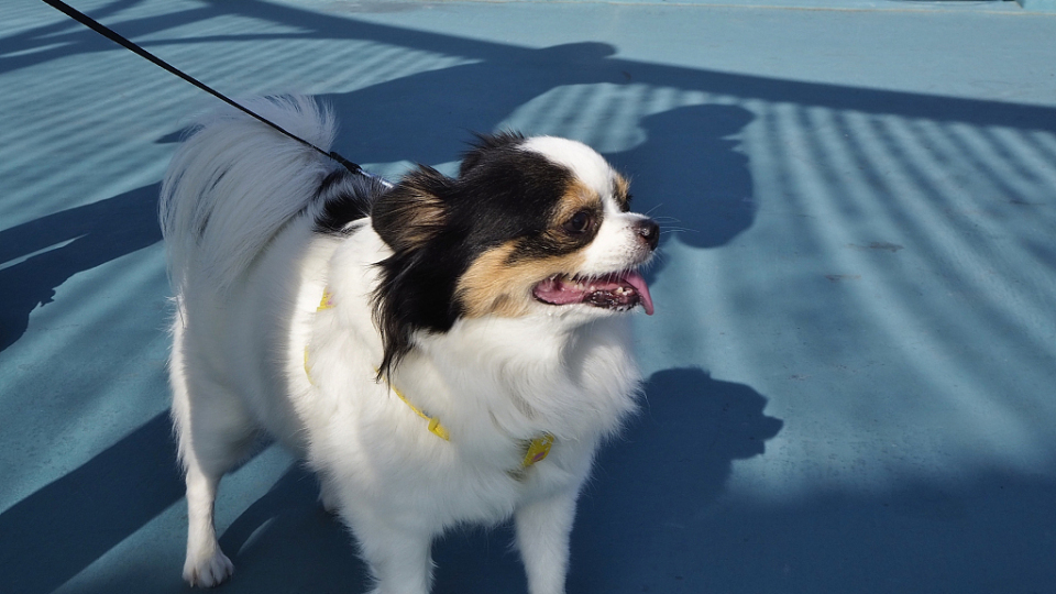 9?28世界狂犬病日 漁護(hù)署：狗隻必需注射疫苗