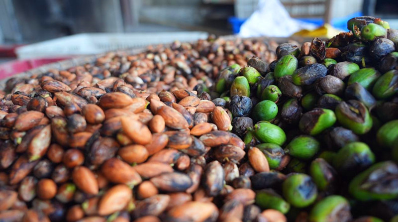 皖黟縣香榧產(chǎn)業(yè)迎來(lái)豐收「大年」