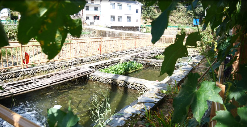 傳承千年啟新創(chuàng)變  皖休寧板橋泉水魚「變金魚」