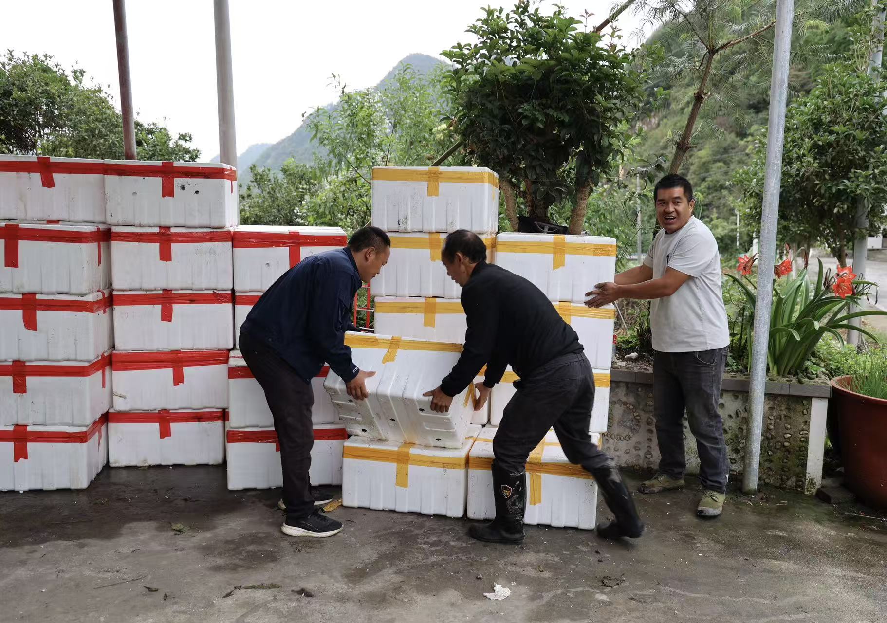 黔麻江：科技助力秋冬種 產(chǎn)業(yè)升級促振興