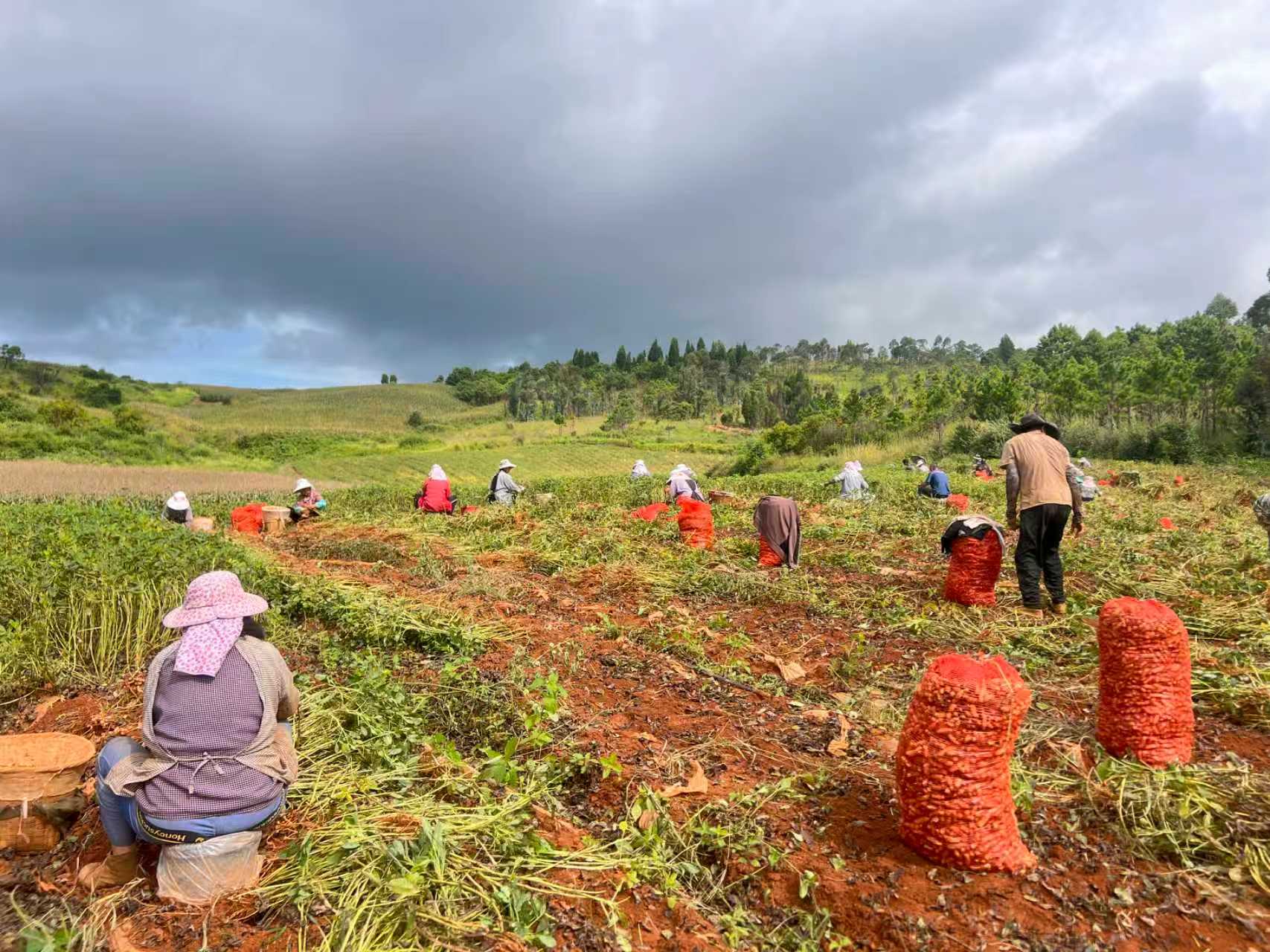 雲(yún)南硯山縣4.4萬畝花生迎豐收 特色產(chǎn)業(yè)點亮鄉(xiāng)村振興新圖景