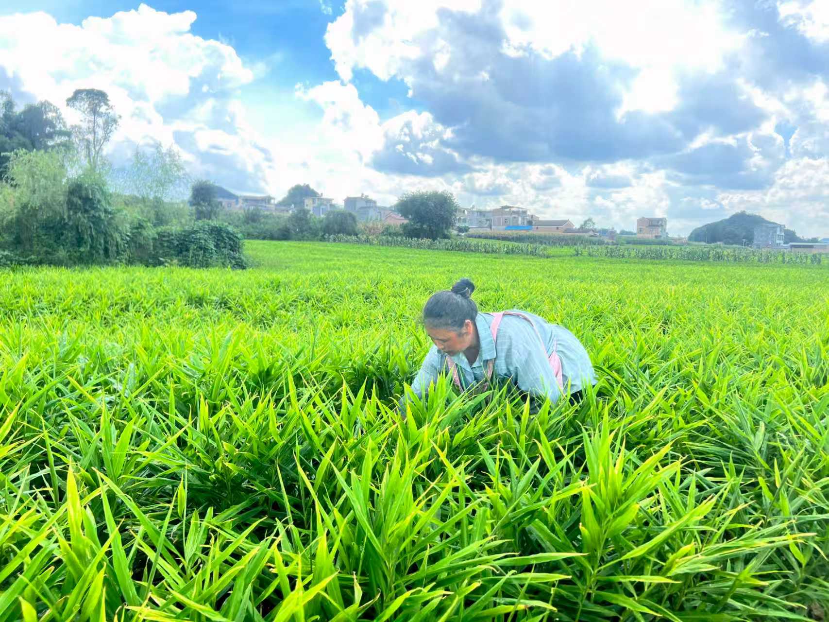 「姜」來可期！雲(yún)南硯山7.96萬畝生薑長勢喜人