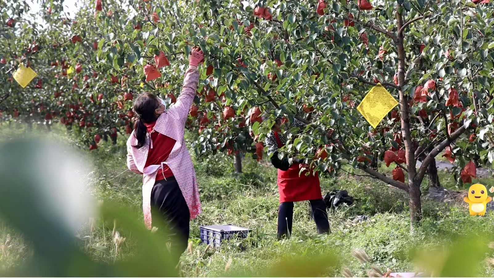 山西祁縣：萬畝早酥梨助農(nóng)增收