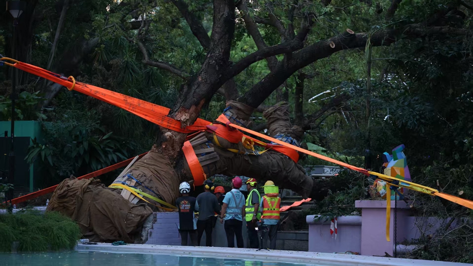 有片｜「樺加沙」摧塌九龍公園百年古樹 中國建築社區(qū)應(yīng)急義工隊(duì)展開救援