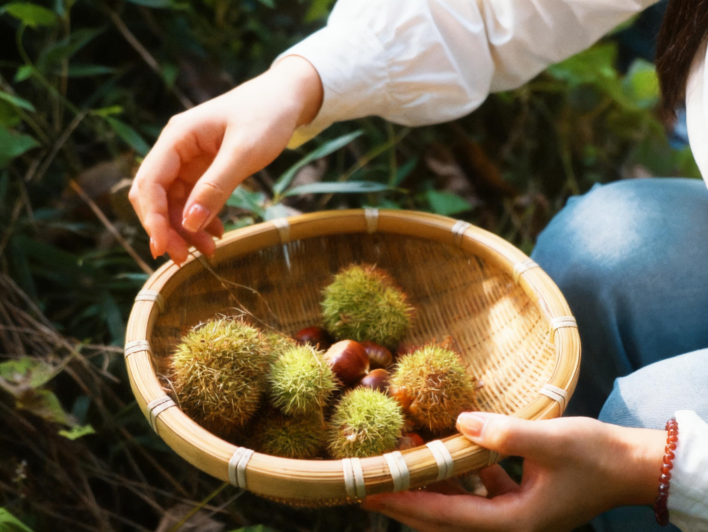 皖黃山區(qū)：新豐栗香引客來