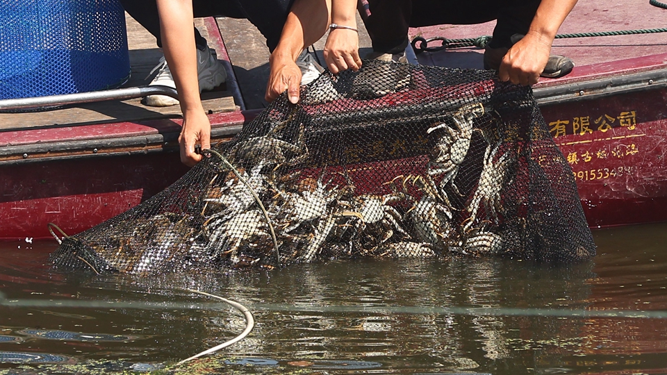 環(huán)境及生態(tài)局：首兩批共300公斤大閘蟹已從江蘇運(yùn)抵本港