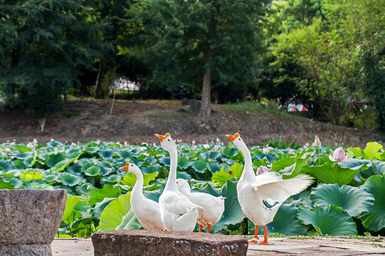 呈坎白鵝成「流量擔當」  皖徽州區(qū)古韻與新聲交相輝映