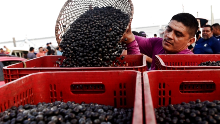 巴西9月對美出口繼續(xù)大幅下降