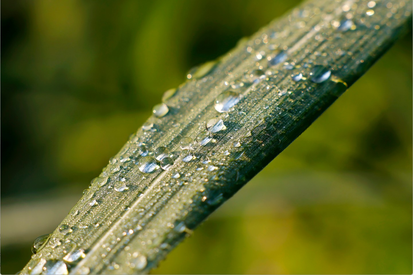 節(jié)氣專(zhuān)稿丨陳耀輝：寒露