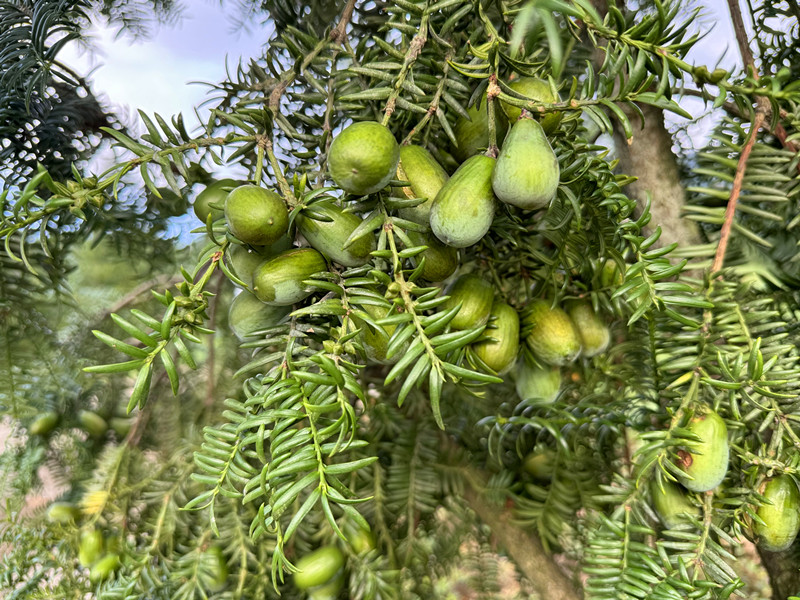 「根本不愁賣！」  皖黃山區(qū)三口香榧林迎來「豐收季」