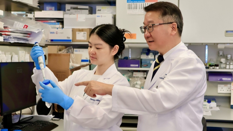 港大醫(yī)學院發(fā)現(xiàn)特定膳食油酸可增強抗癌免疫細胞功能