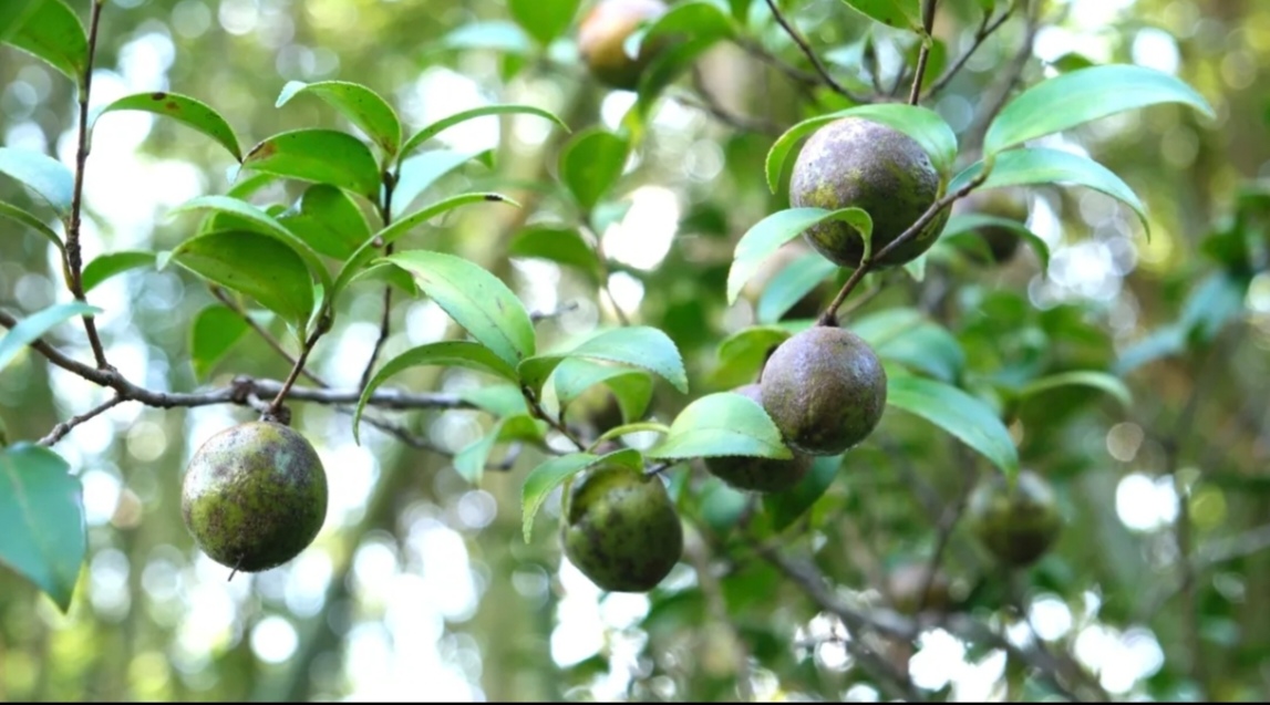 河源龍川官宣：10月18日，統(tǒng)一開(kāi)山採(cǎi)摘油茶!