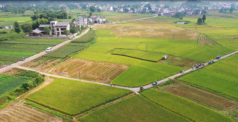 皖休寧縣：壓實(shí)耕地保護(hù)責(zé)任 促進(jìn)糧食豐產(chǎn)豐收