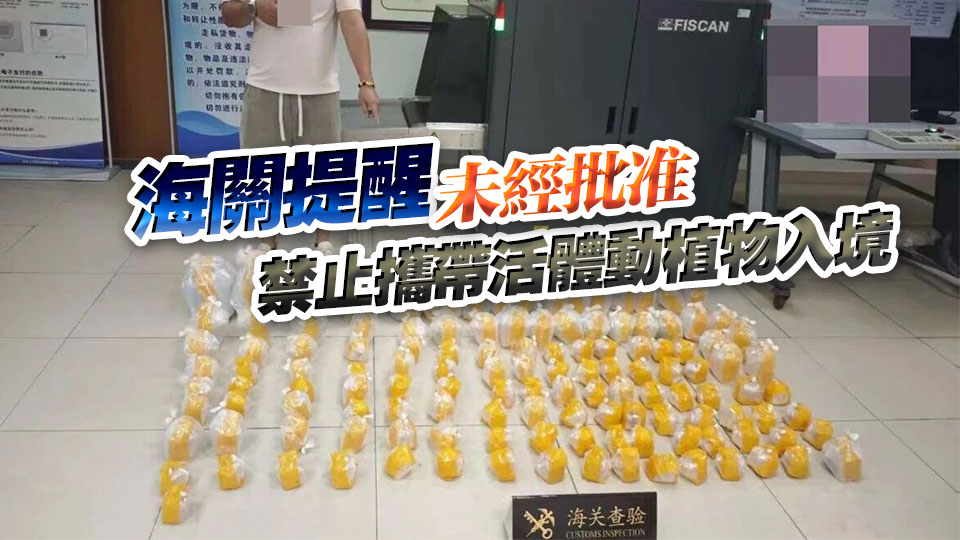 有片丨粵港兩地牌七人車圖偷運(yùn)192條觀賞魚 被中國海關(guān)查獲