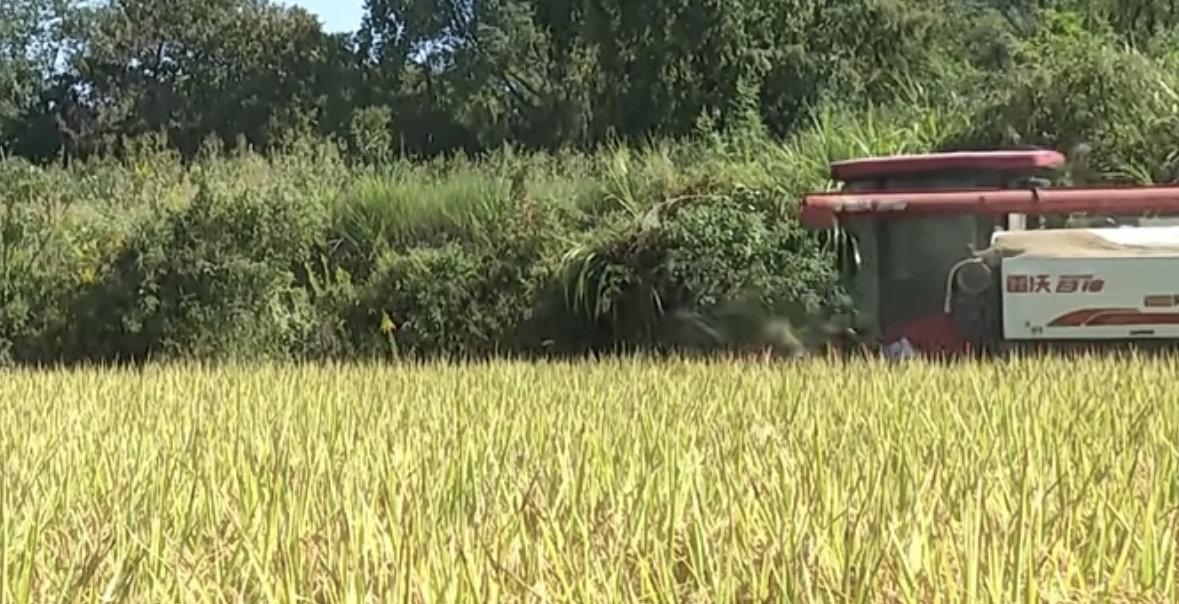 皖屯溪區(qū)：「示範(fàn)田」喜豐收