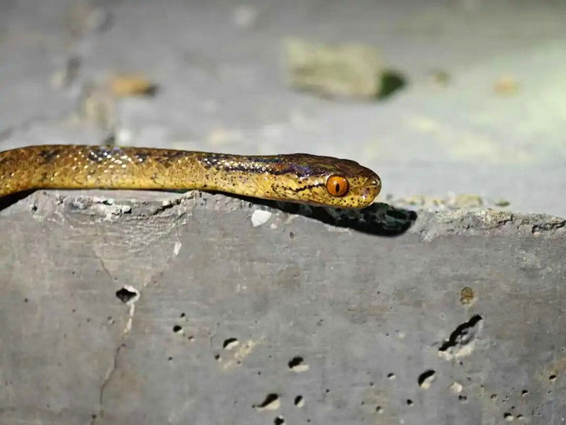 皖休寧發(fā)現(xiàn)全球新物種「華東鈍頭蛇」