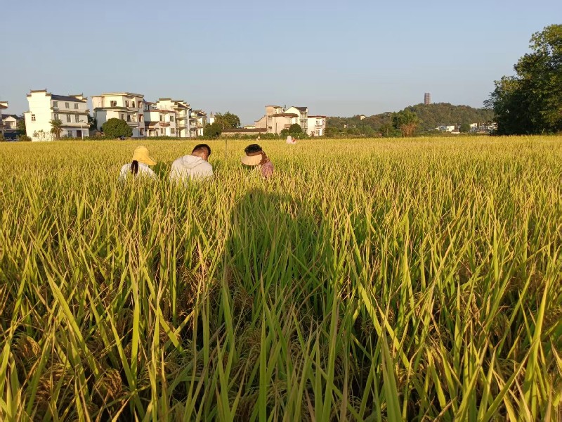 皖休寧萬(wàn)安鎮(zhèn)：秋糧「一噴多促」 助力增產(chǎn)增收